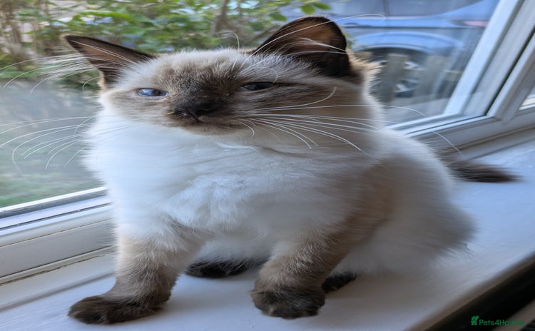 Ragdoll cats - Advert 1