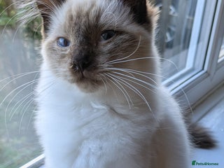 Ragdoll cats - Advert 20