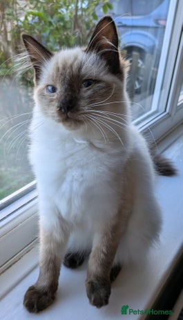 Ragdoll cats - Advert 16