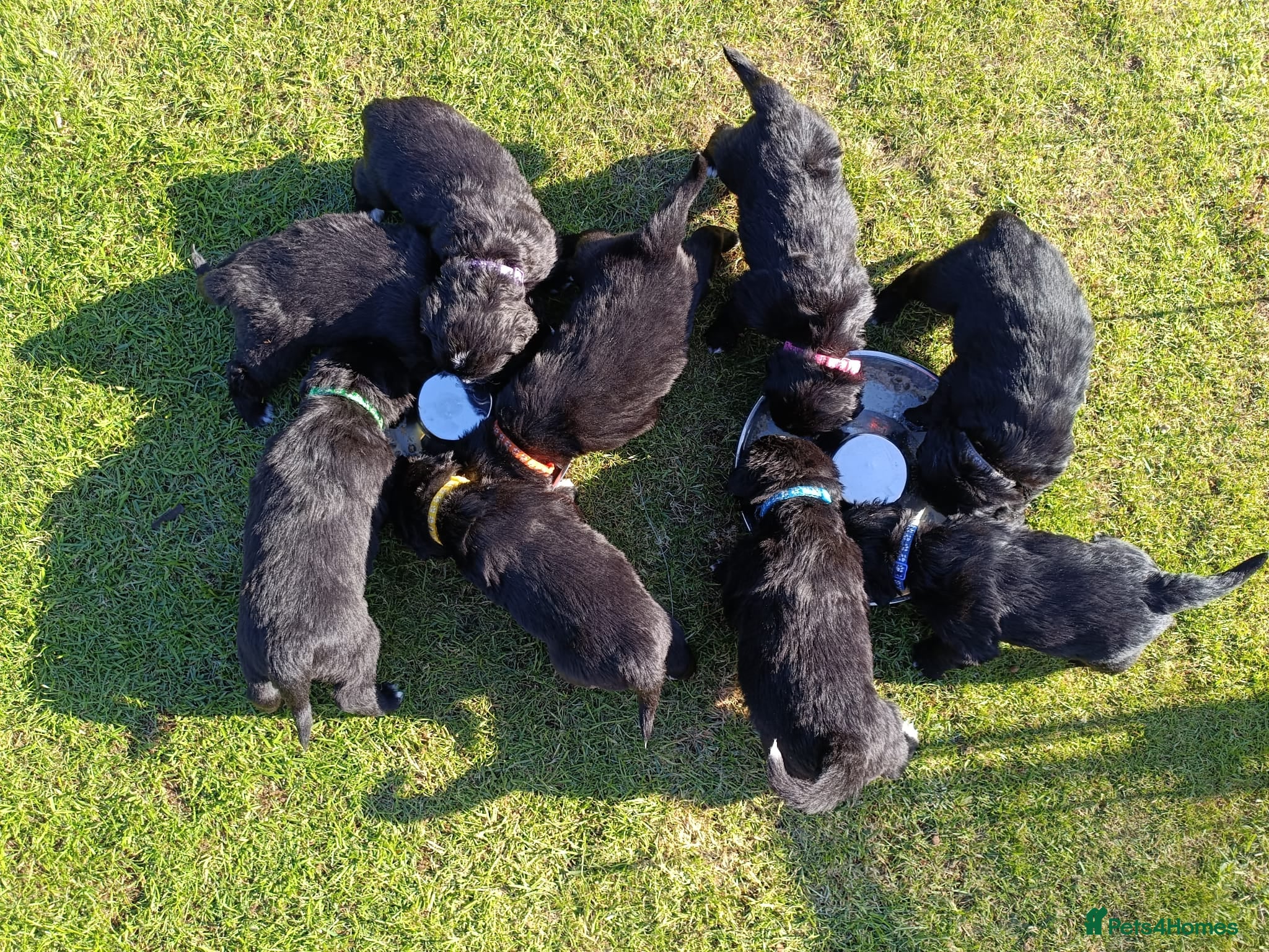Mixed Breed dogs for sale: Golden Mountain Dog Puppies - Advert 1