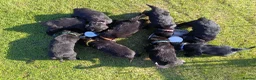 Mixed Breed dogs for sale: Golden Mountain Dog Puppies - Advert 1
