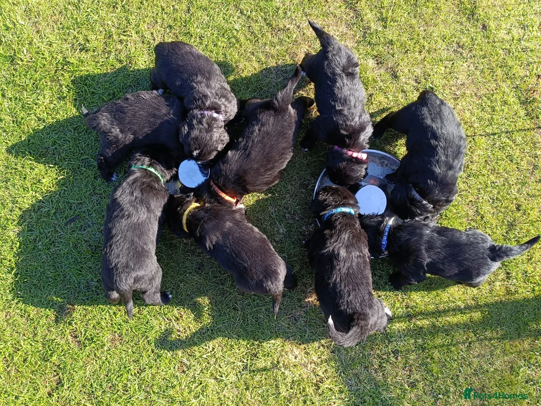 Mixed Breed dogs for sale: Golden Mountain Dog Puppies - Advert 1
