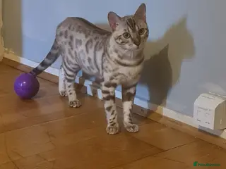 Bengal cats Snow bengal - Advert 7