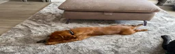 Cockerdor dogs for sale: Only the best for Ozzy-Beautiful Fox Red Cockerdor in Bradford - Advert 3