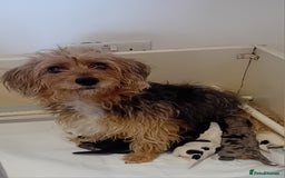Jackapoo dogs for sale: 7 little bundles of gorgeousness - Image 9