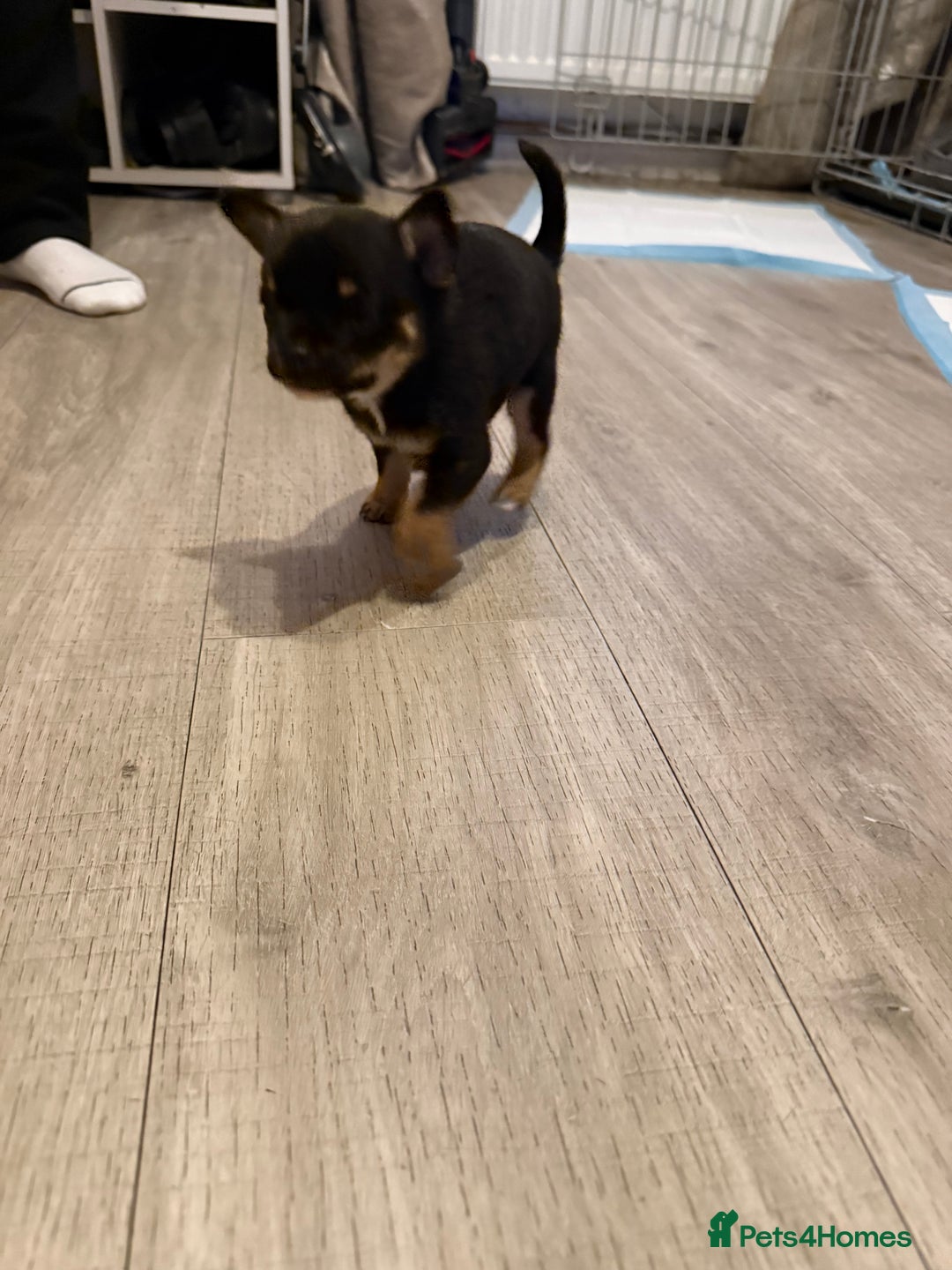 Mixed Breed dogs for sale: French Pom puppies  - Advert 5