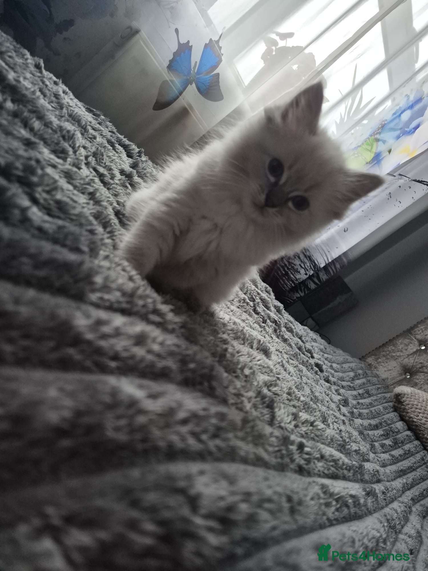 Ragdoll cats Adorable Ragdoll Kittens GCCF  Active registered  - Advert 1