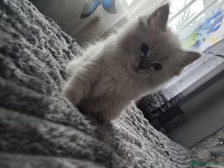 Ragdoll cats Adorable Ragdoll Kittens GCCF Active registered - Advert 1