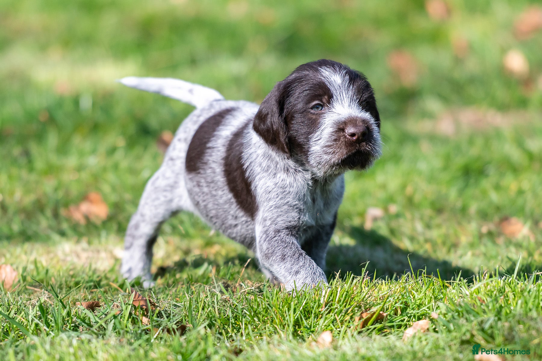 German Wirehaired Pointer dogs READY TO GO! HEALTH CHECKED, VACC. KC REG GWP PUPS - Advert 4