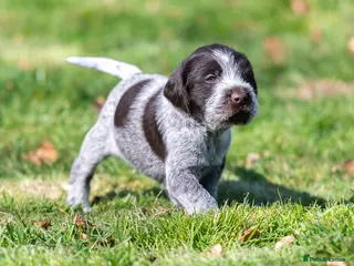 German Wirehaired Pointer dogs READY TO GO! HEALTH CHECKED, VACC. KC REG GWP PUPS - Advert 4