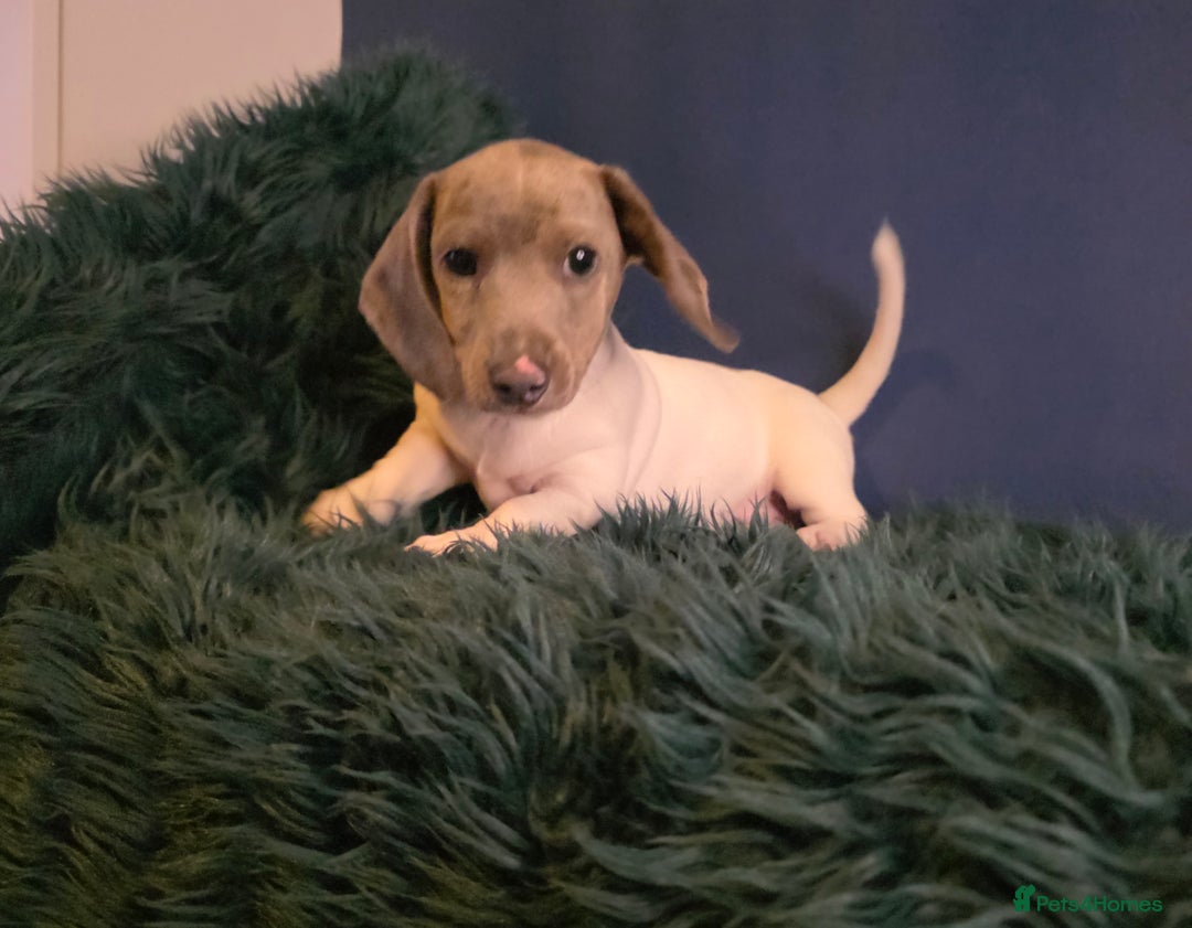 Dachshund dogs for sale: KC Registered Shorthaired dachshunds  - Advert 29