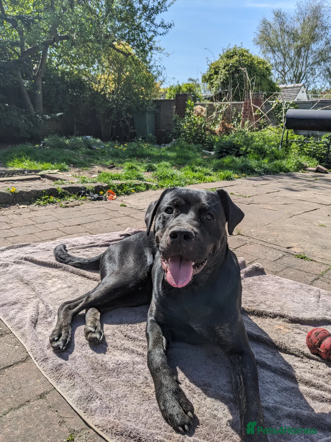 Mixed Breed dogs for sale: Nigel rotticorso.  - Advert 3