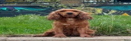 Cockapoo dogs for sale: Cockapoo puppies  - Advert 1