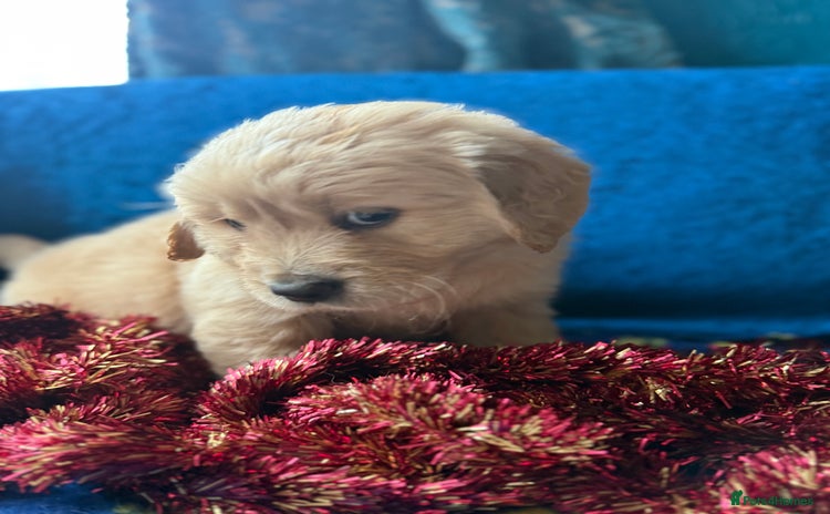 Golden Retriever dogs Four gorgeous boys available  - Advert 1