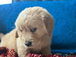 Golden Retriever dogs Four gorgeous boys available - Advert 14