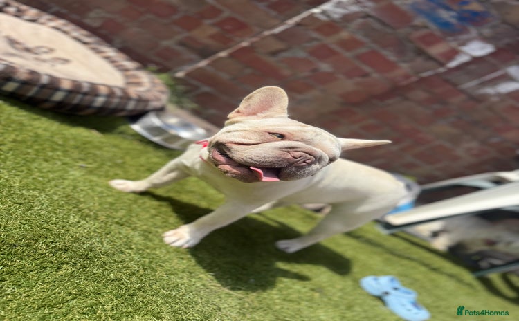 French Bulldog dogs - Advert 4