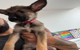 Mixed Breed dogs for sale: 1 x Female German Shepherd x Belgian Malinois Pups - Image 5
