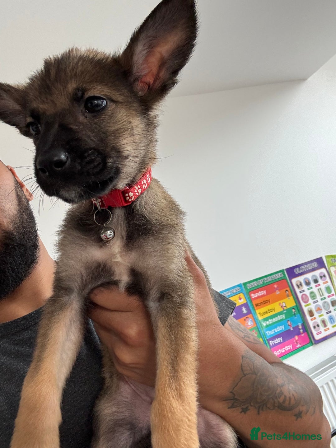 Mixed Breed dogs for sale: 1 x Female German Shepherd x Belgian Malinois Pups - Image 5