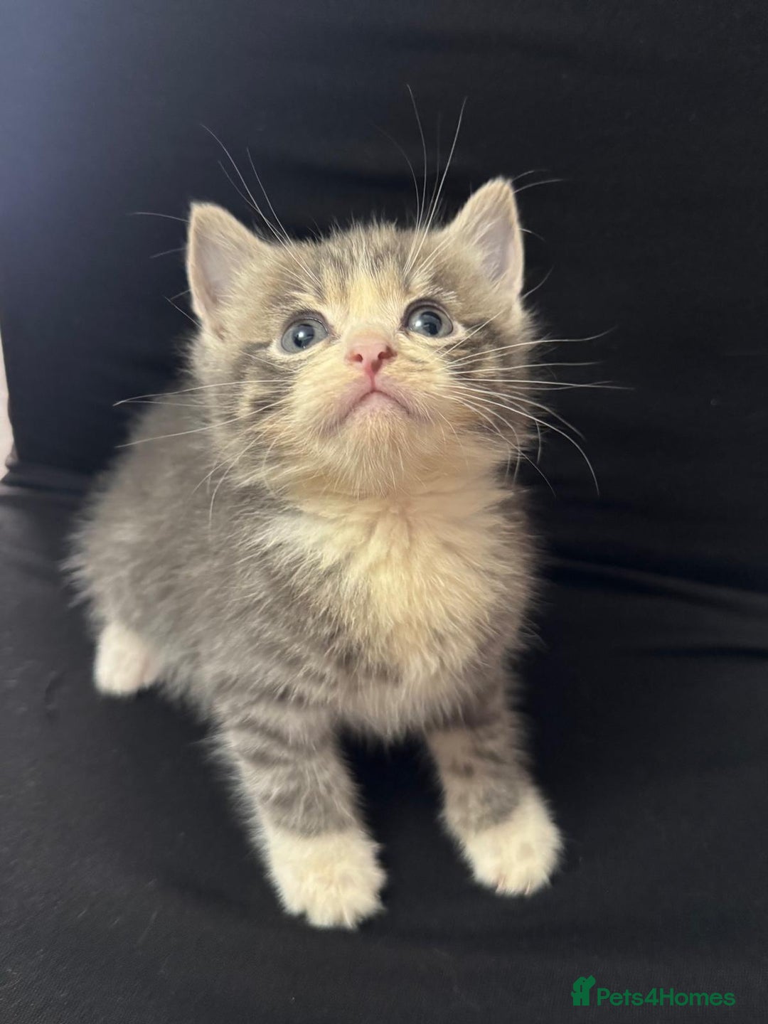 Mixed Breed cats for sale: Beautiful kittens  - Image 10