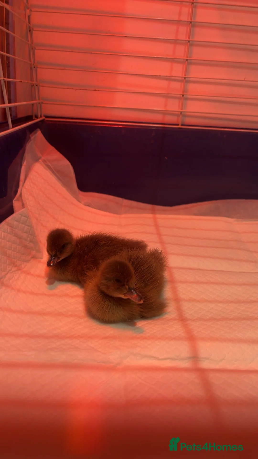 Ducks poultry for sale: 6 unsexed khaki Campbell ducklings  in Glasgow - Advert 3