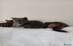 Mixed Breed cats for sale: Beautiful kittens - Image 9