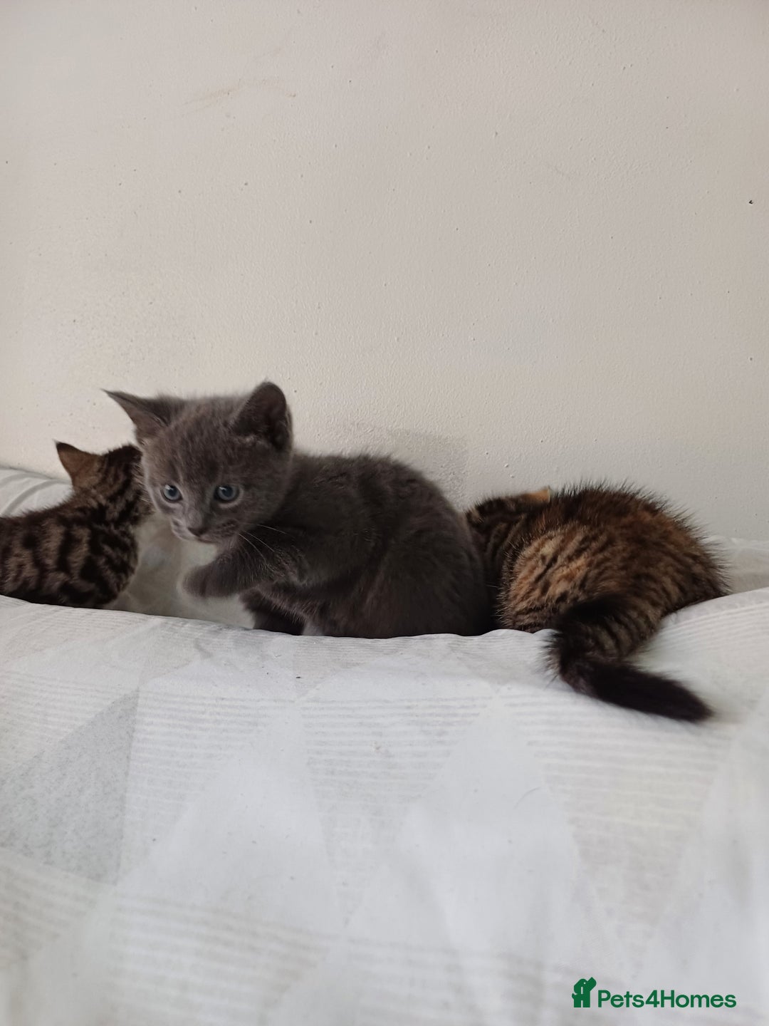 Mixed Breed cats for sale: Beautiful kittens - Image 9