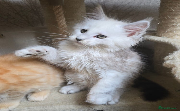Maine Coon cats - Advert 3