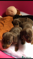 Mixed Breed dogs Jackschund puppies - Advert 5