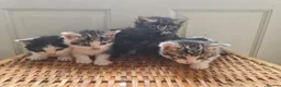Mixed Breed cats for sale: 5 kittens for sale  - Advert 17