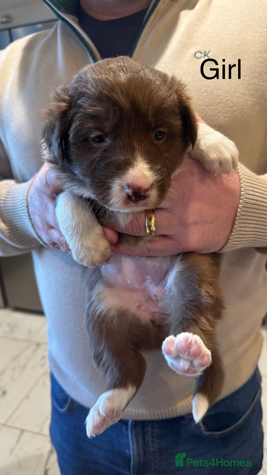 Border Collie dogs for sale: Beautiful Red tri pups  - Advert 7