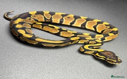 Python Snake reptiles for sale: Beautiful Ball Python Babies - Image 5
