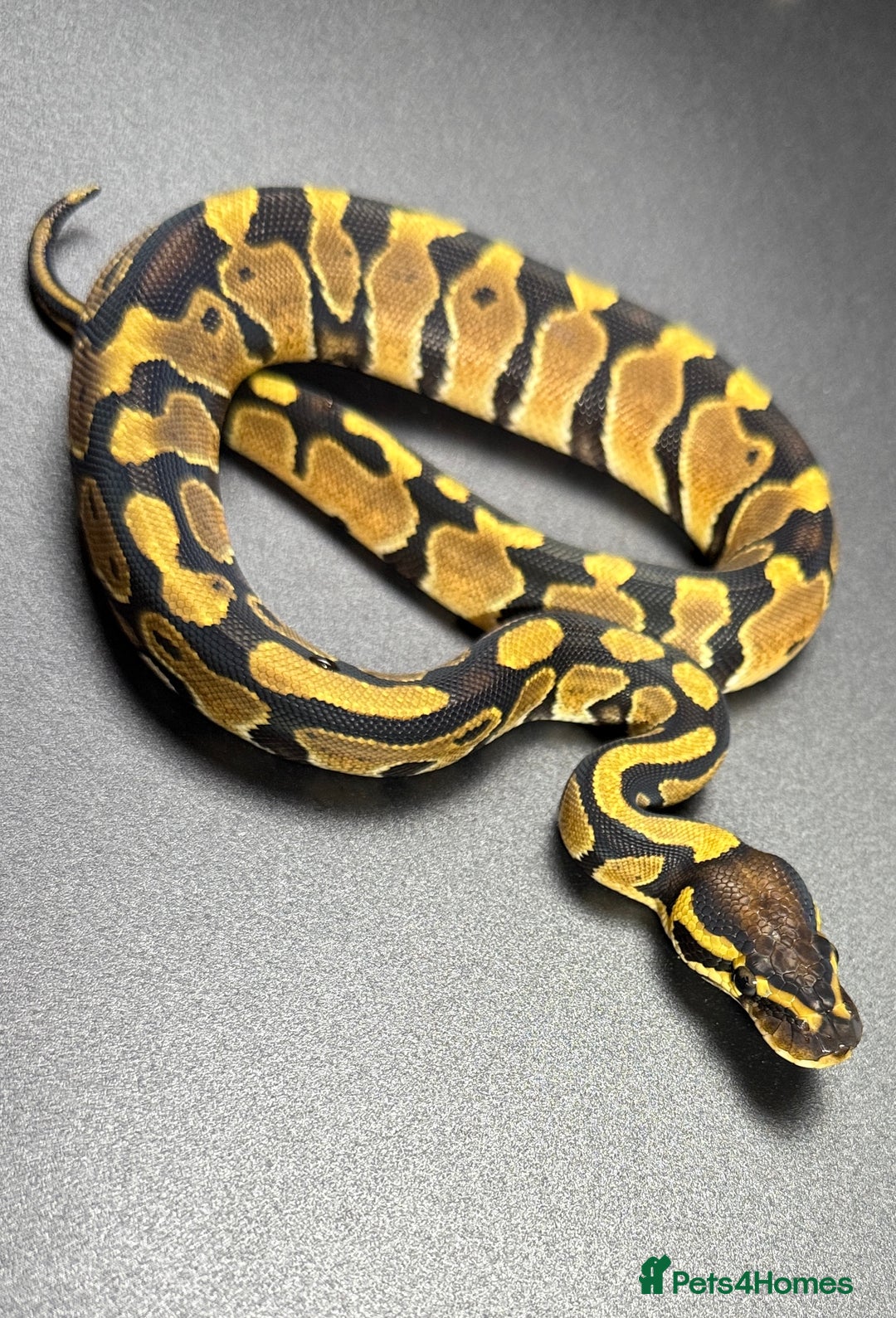 Python Snake reptiles for sale: Beautiful Ball Python Babies - Image 5