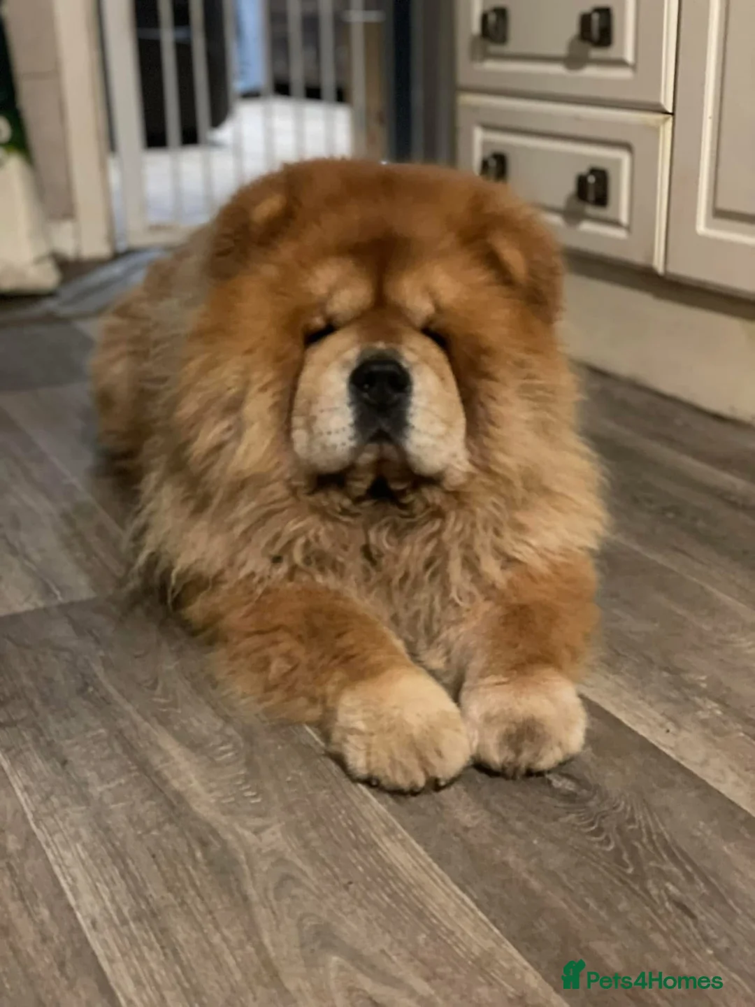 Chow Chow dogs for stud: Welcome to our superb stud team  - Advert 8