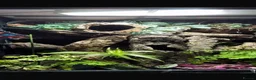 Gecko reptiles for sale: Crested gecko with set up - Advert 5