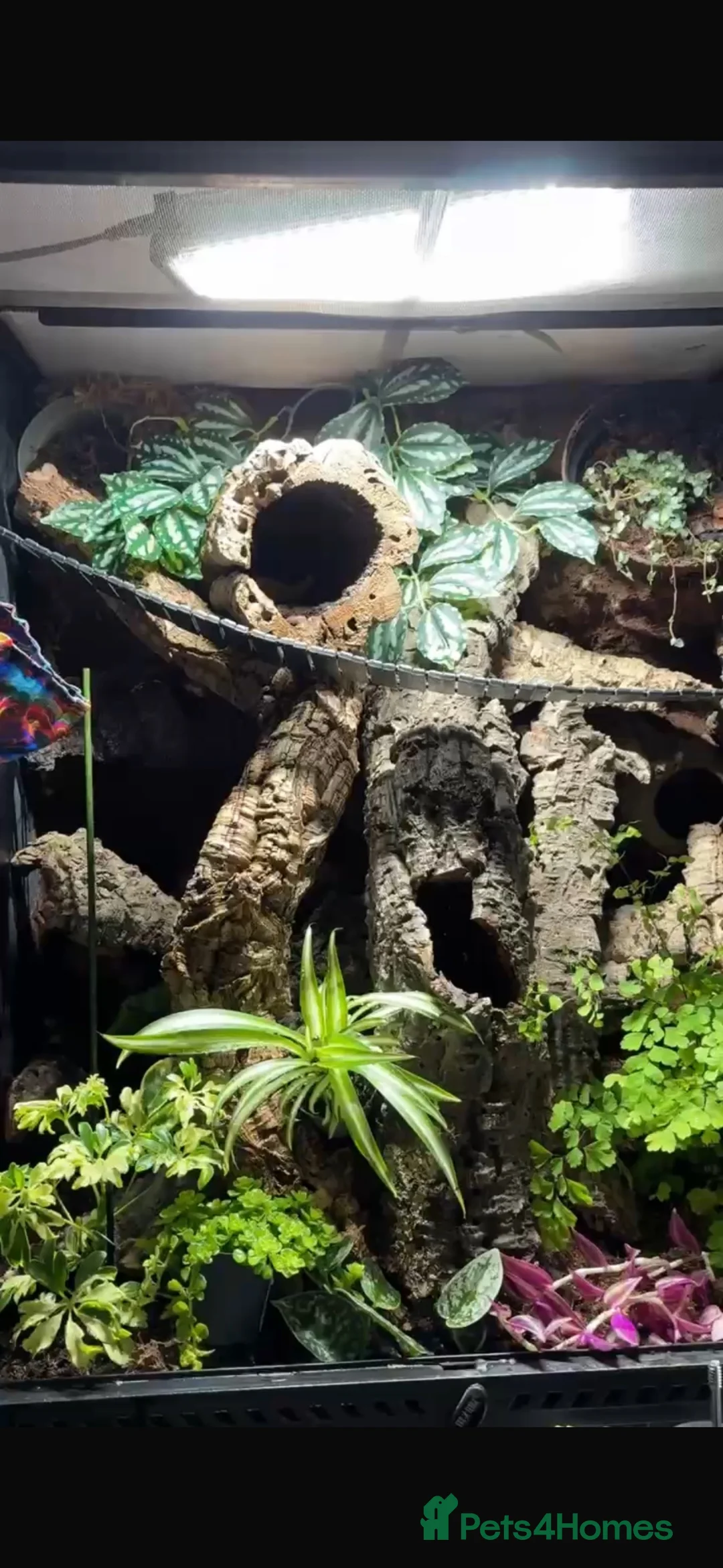 Gecko reptiles for sale: Crested gecko with set up - Advert 5