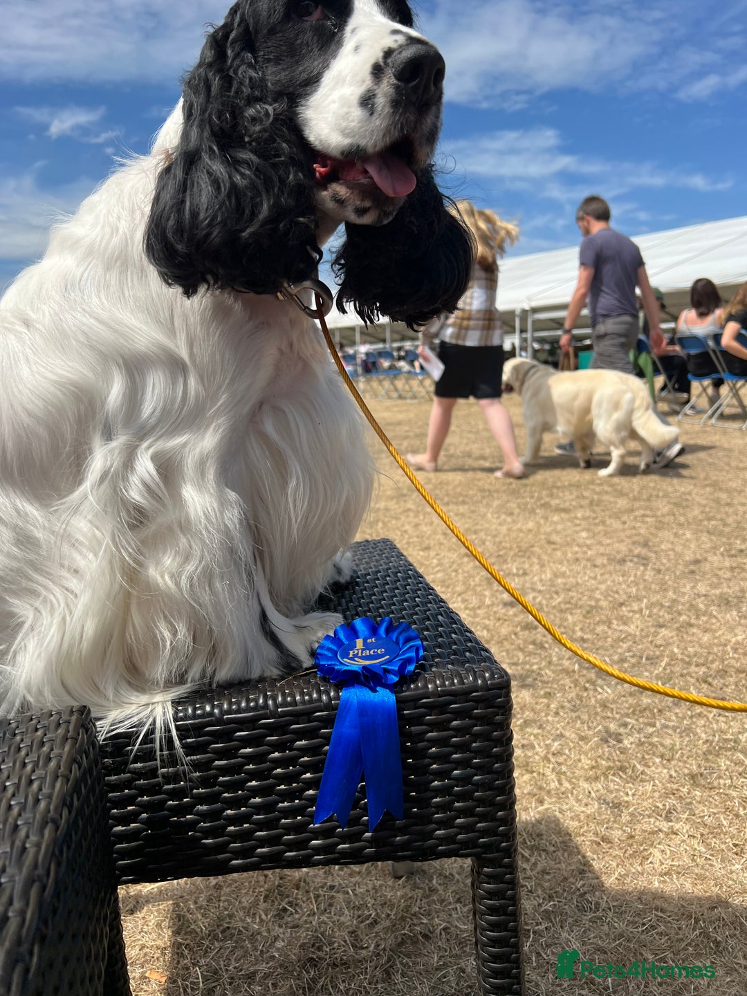 Cocker Spaniel dogs for stud: Unproven stud for free trial - Image 7