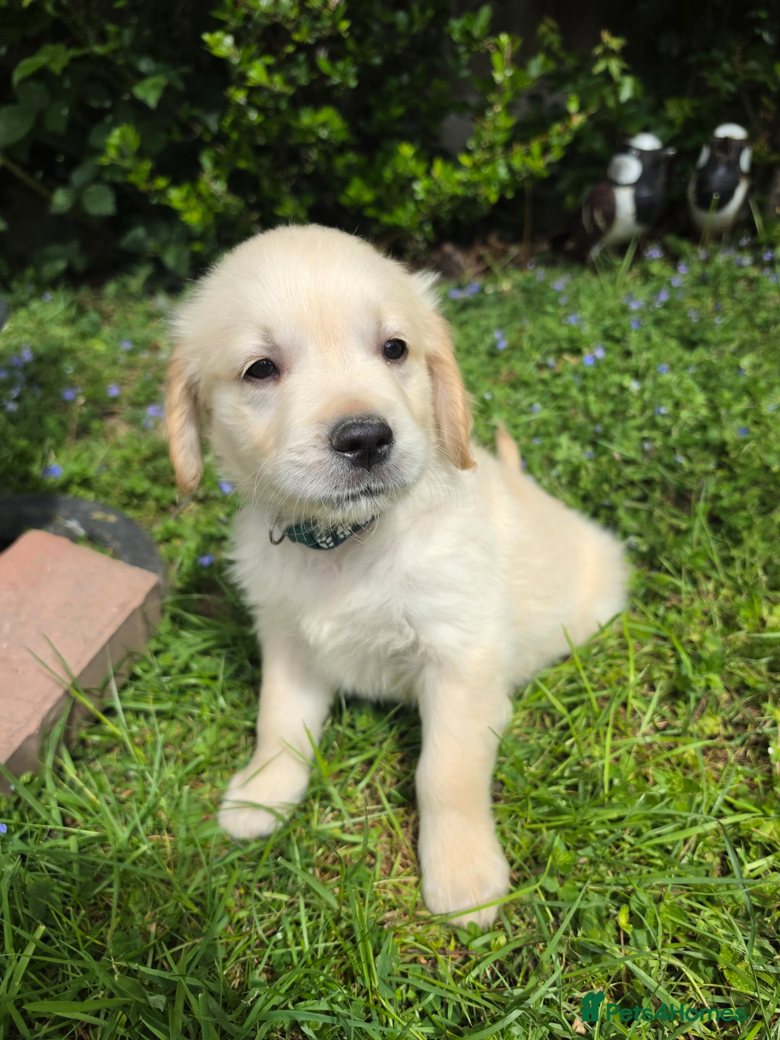 Golden Retriever dogs KC Puppies cream & gold - Advert 15