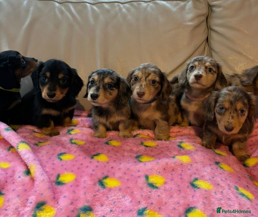 Dachshund dogs for sale: Dachshund long haired miniature - Image 22