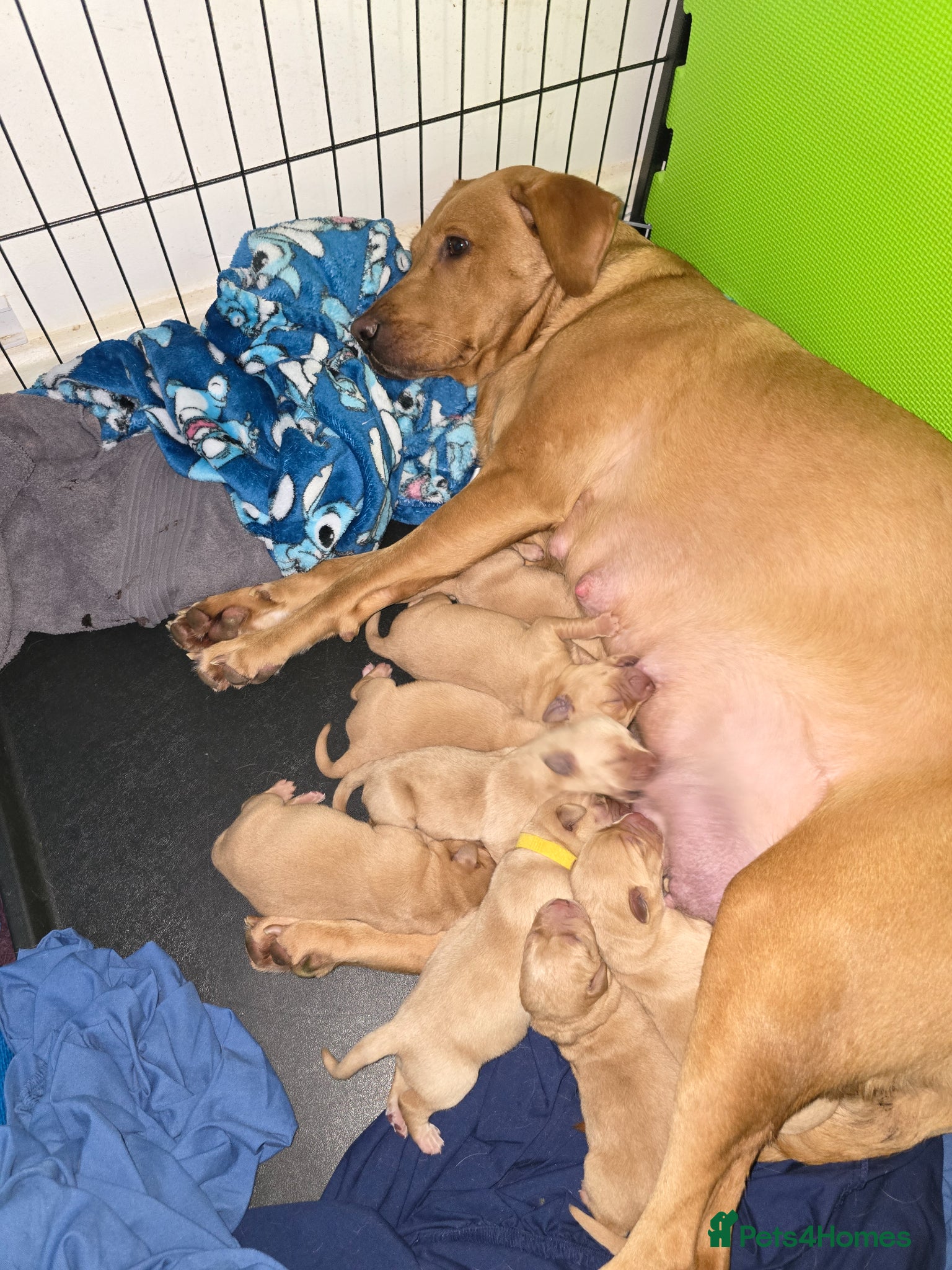 Labrador Retriever dogs Labrador Retriever puppies - Advert 1