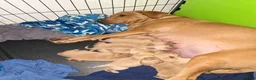 Labrador Retriever dogs for sale: Labrador Retriever puppies in Haverhill - Advert 1