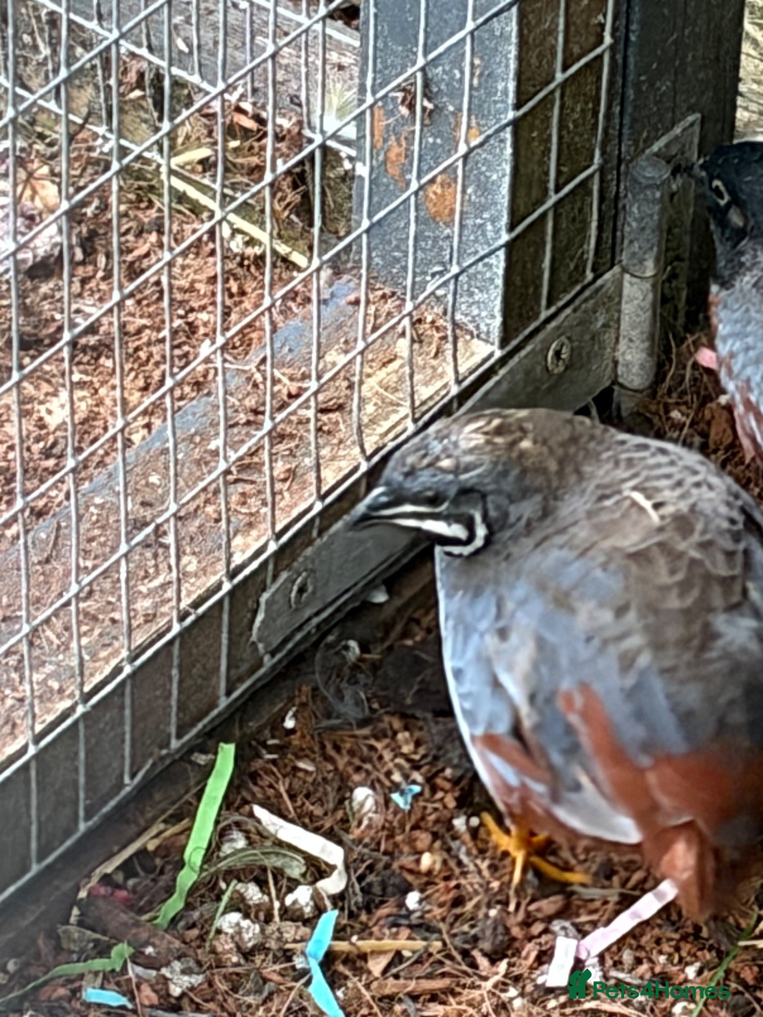Quail poultry 4 x Male button quail  - Advert 1