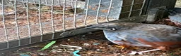 Quail poultry for sale: 4 x Male button quail  - Advert 1