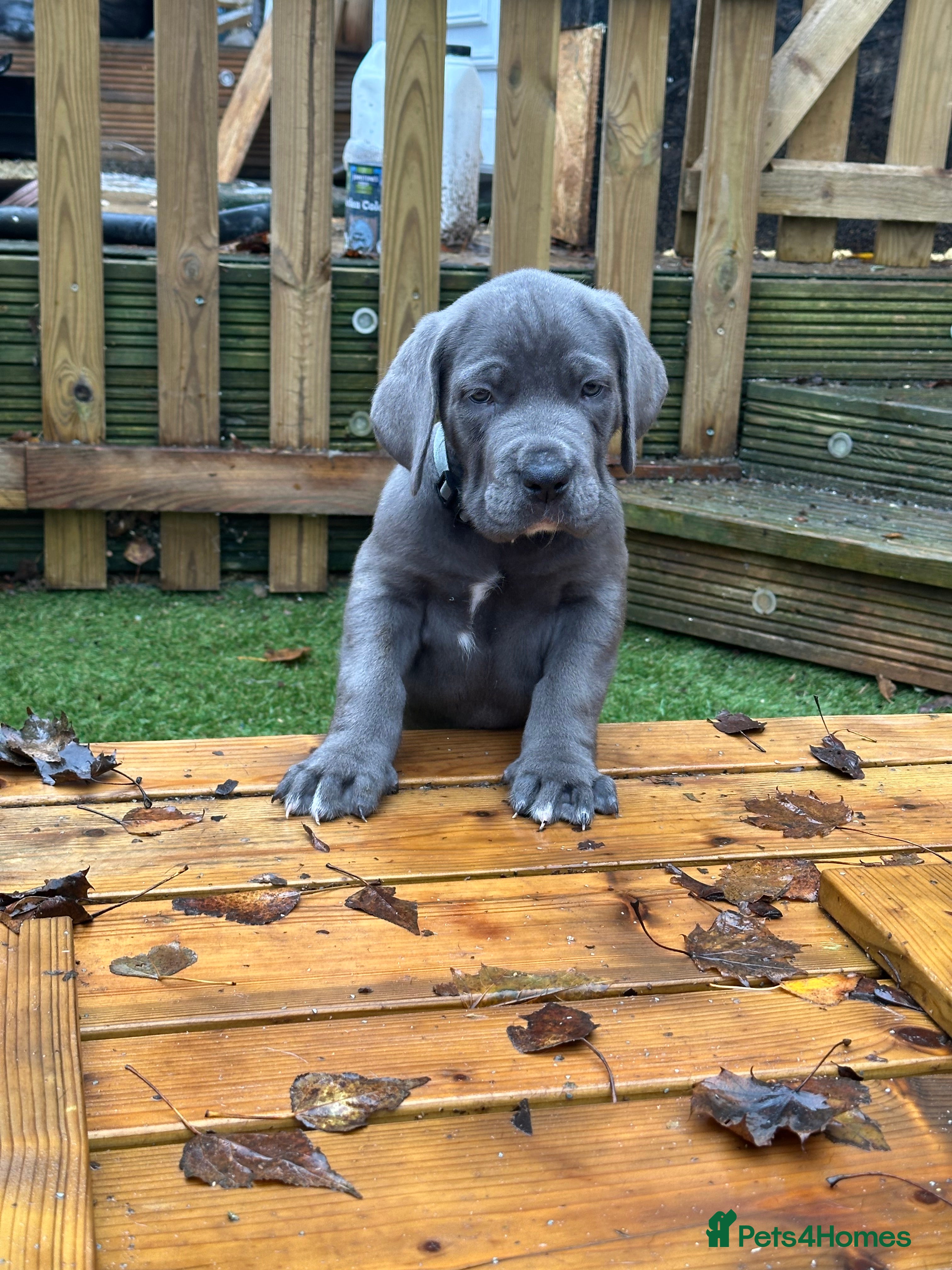 Mixed Breed dogs *2 LEFT!!* Cane Corso/Great Dane pups😍😍 - Advert 10