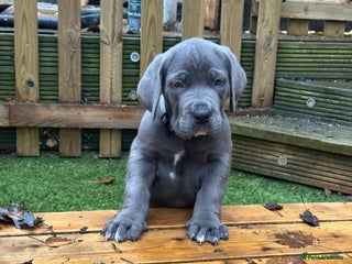 Mixed Breed dogs for sale - Advert 1