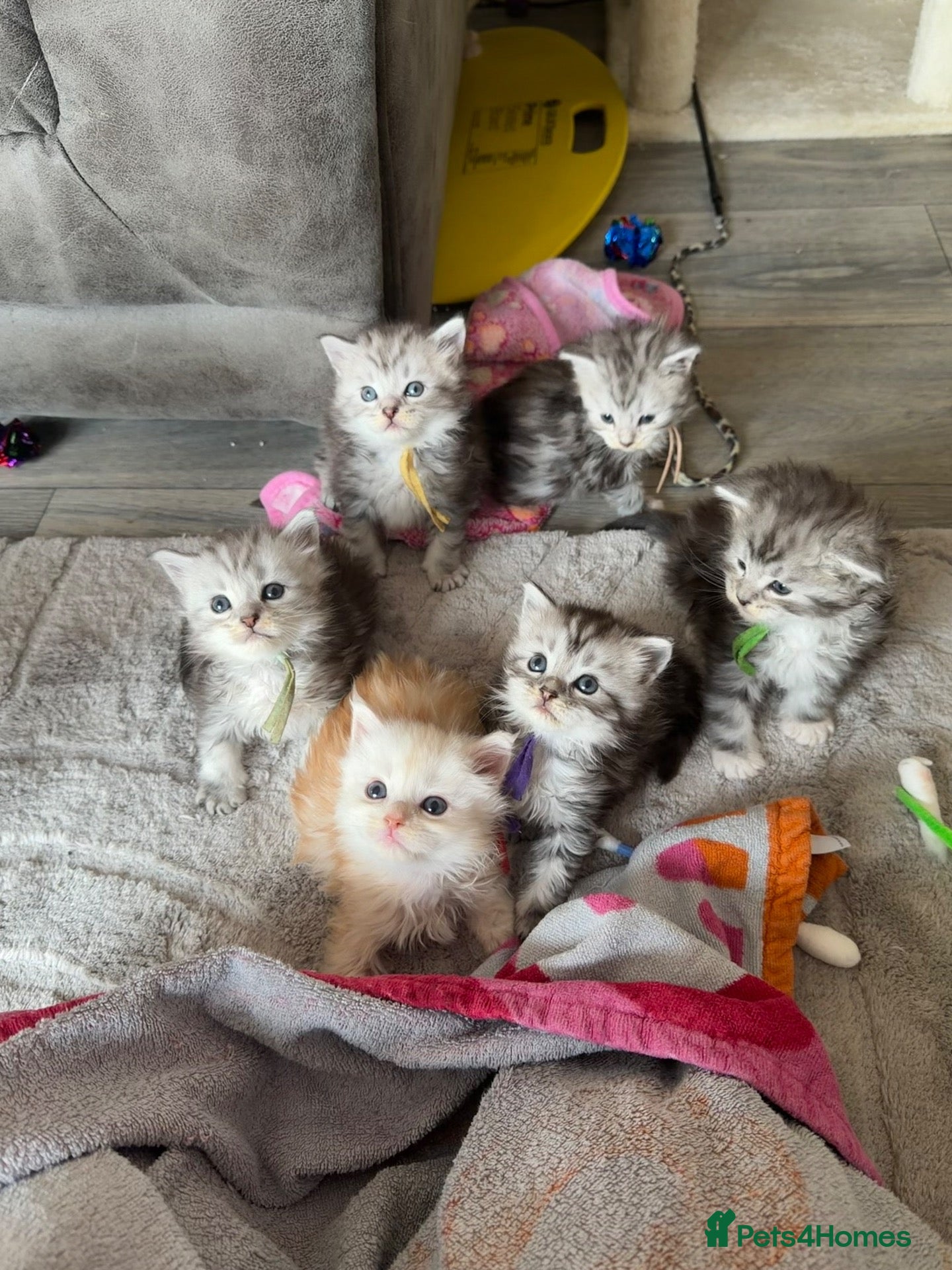 Maine Coon cats for sale: Stunning Maine coon kittens 4 available - Advert 2