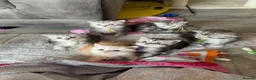 Maine Coon cats for sale: Stunning Maine coon kittens 4 available - Advert 1
