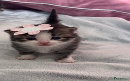 LaPerm cats for sale: Long Coat Laperm kittens - Image 1