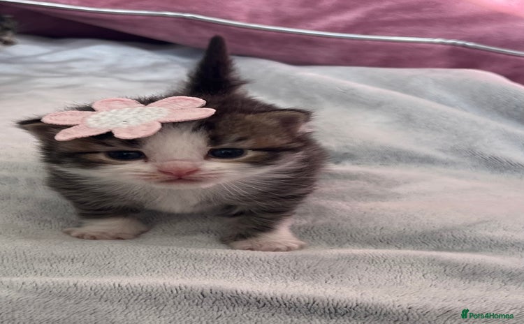 LaPerm cats - Advert 14