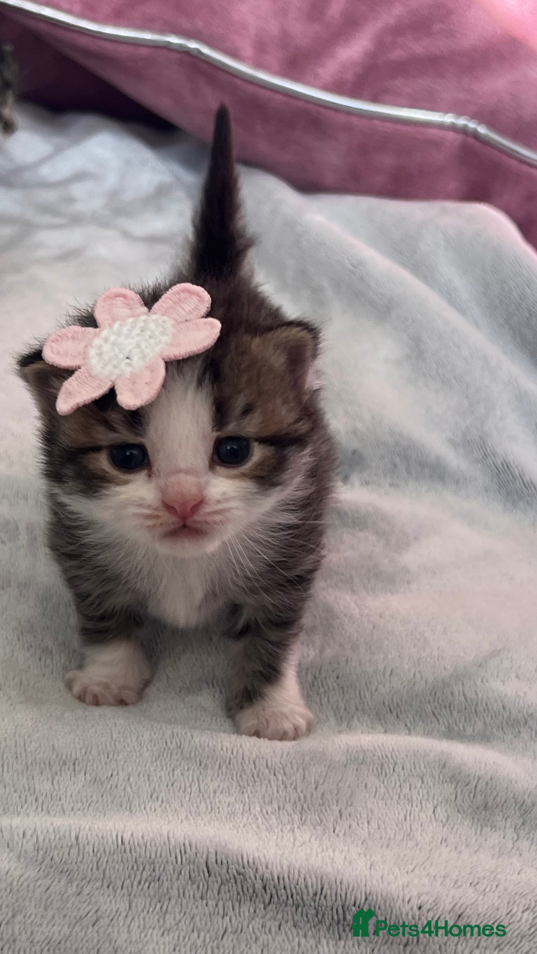 LaPerm cats for sale: Long Coat Laperm kittens - Image 1