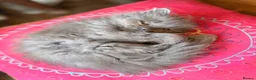 British Longhair cats for sale: Gorgeous British Long Hair X Ragdoll kittens  - Advert 10